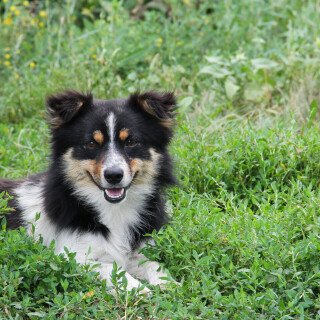 dogs3_0778