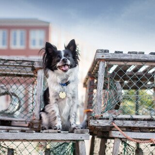 dogs3_0786