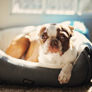 dogs3_0840