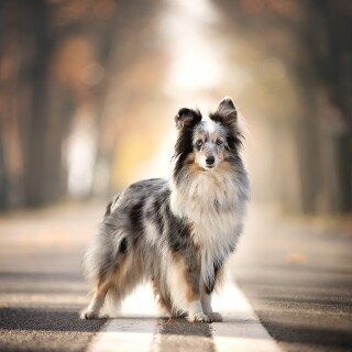 dogs3_0860