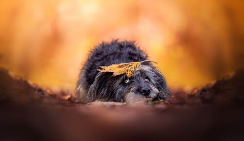 dogs3_0889.jpg