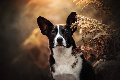 dogs3_0906.jpg