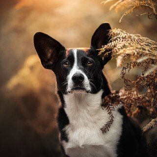 dogs3_0906