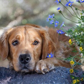 dogs3_0916