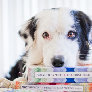 dogs3_0918