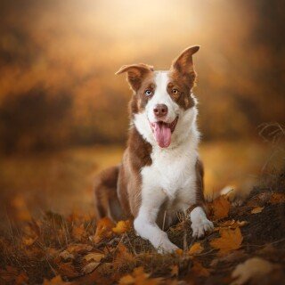 dogs3_0924