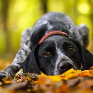 dogs3_0940