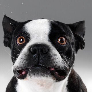 dogs3_0951