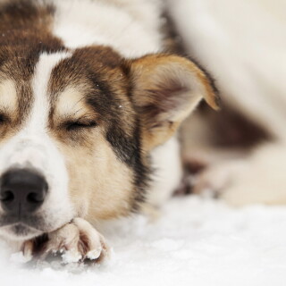 dogs3_0986