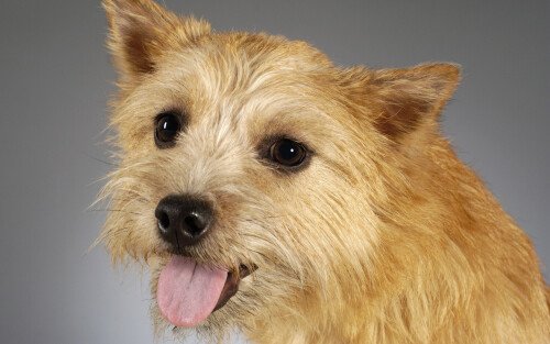 dogs3 0989