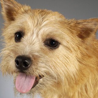 dogs3_0989