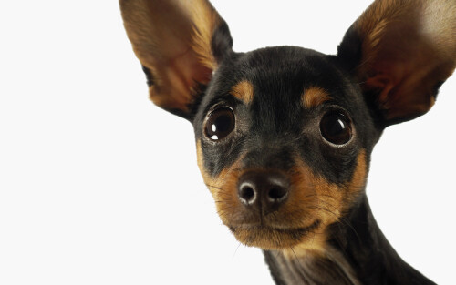 dogs3 0998