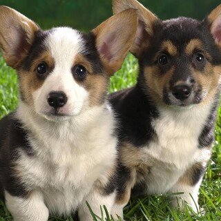 dogs3_1068