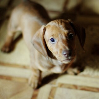 dogs3_1075