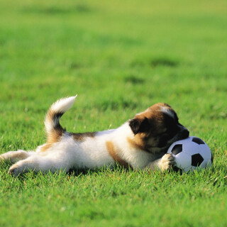 dogs3_1118