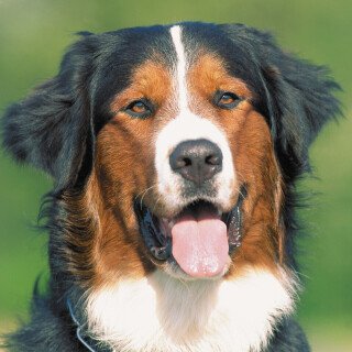 dogs3_1135