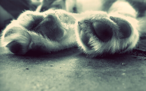 dogs3 1145
