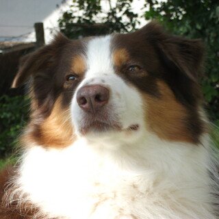 dogs3_1164