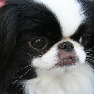 dogs3_1169