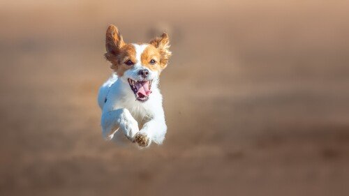 dogs3 1176