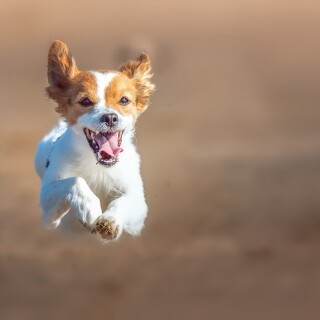 dogs3_1176