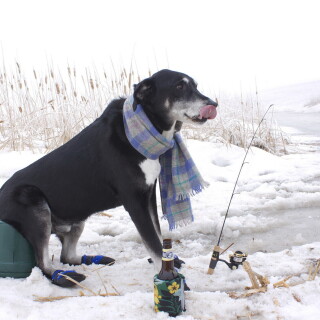 dogs3_1200
