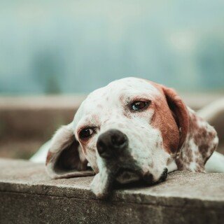dogs3_1211