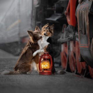 dogs3_1216