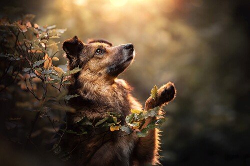 dogs3_1221.jpg