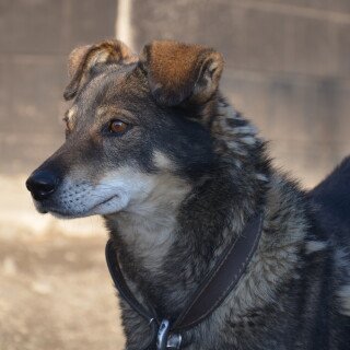dogs3_1235
