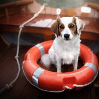 dogs3_1238