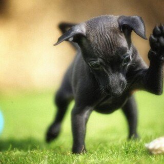 dogs3_1244