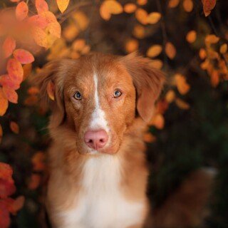 dogs3_1250
