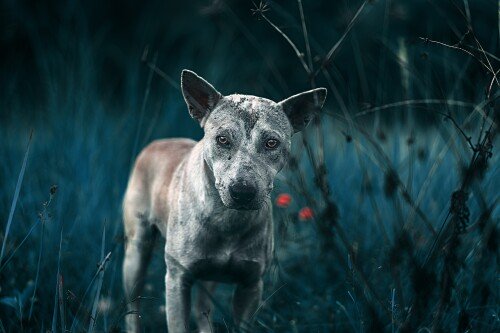 dogs3_1269.jpg
