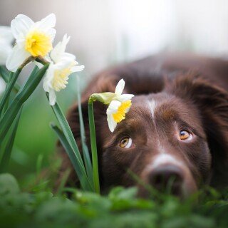 dogs3_1302
