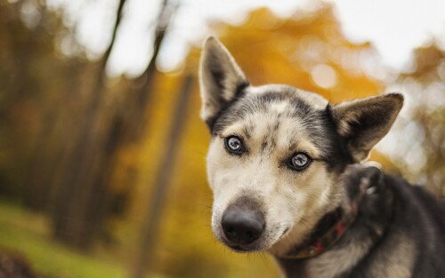 dogs3 1336