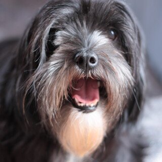 dogs3_1341