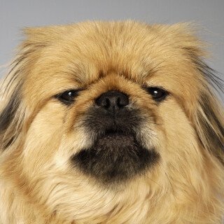dogs3_1342