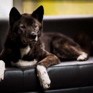 dogs3_1346
