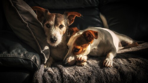 dogs3_1355.jpg