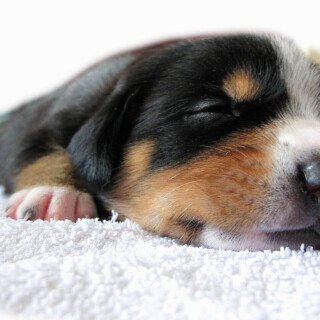 dogs3_1378