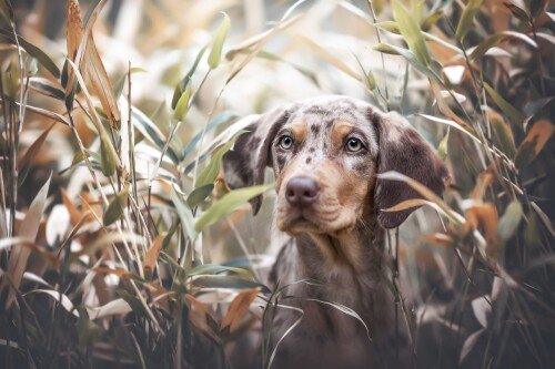 dogs3_1399.jpg