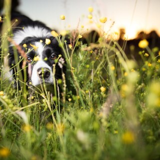 dogs3_1402
