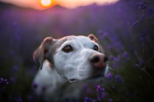 dogs3_1405.jpg