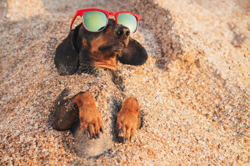 dogs3_1416.jpg
