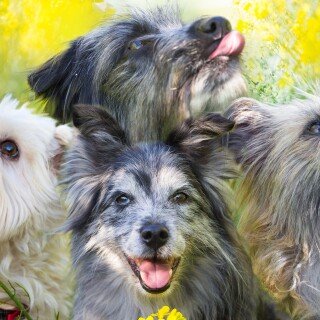 dogs3_1435