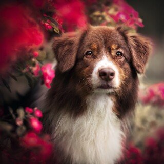 dogs3_1438