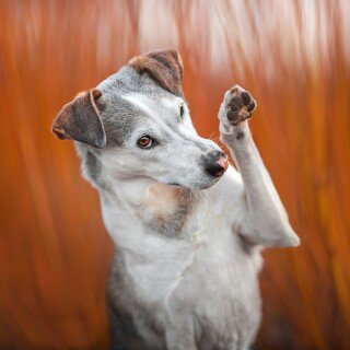 dogs3_1473