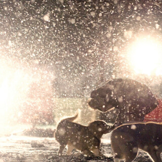 dogs3_1539