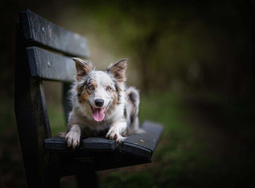 dogs3_1568.jpg